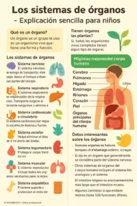 An educational infographic titled los sistemas de