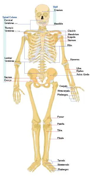 Lista de huesos del cuerpo humano – Explicación sencilla para niños escolares