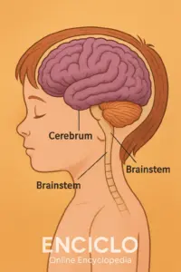 O que é o cérebro humano – Explicação simples para crianças