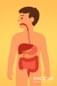 O que é o sistema digestivo humano? – Explicação simples para crianças