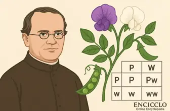 Mendel y la herencia
