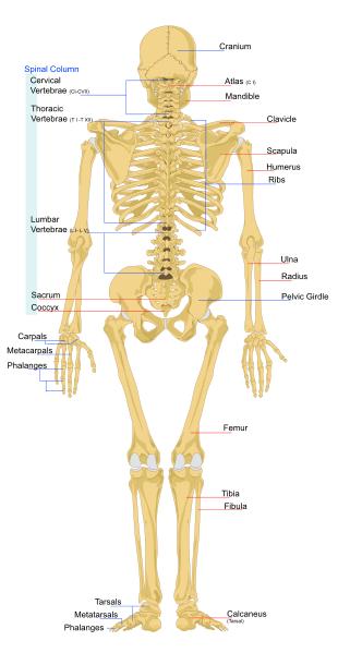 Lista de ossos do corpo humano