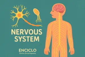 Qué es el sistema nervioso? – Explicación sencilla para niños