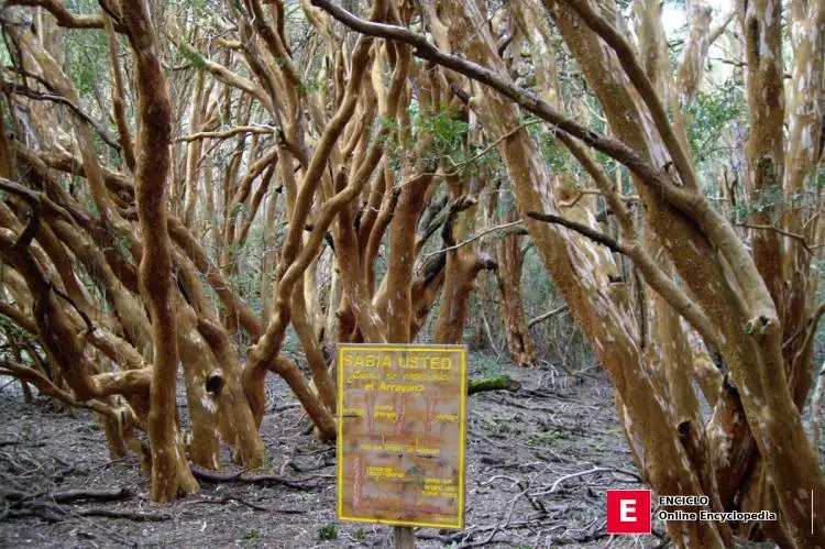 Reserva de la Biosfera Andino Norpatagónica: Bosque de Arrayanes, Parque Nacional Los Arrayanes, Argentina