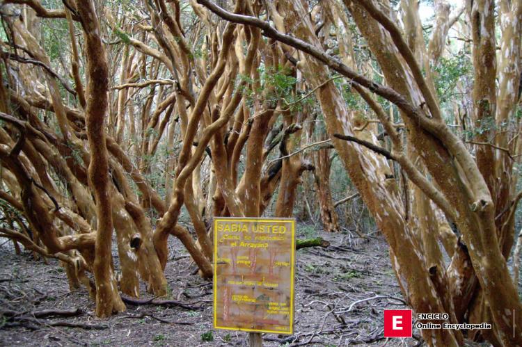 Reserva de la Biosfera Andino Norpatagónica: Bosque de Arrayanes, Parque Nacional Los Arrayanes, Argentina