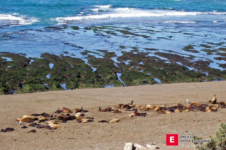 Lobos marinos en Península Valdés, Chubut, Argentina