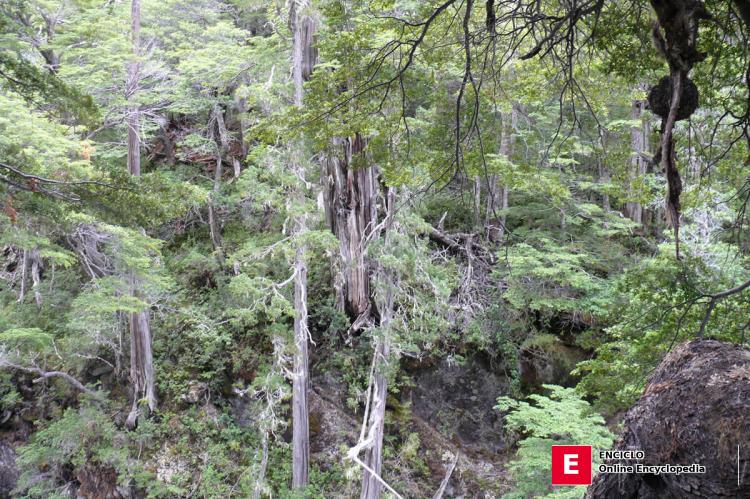 Reserva de la Biosfera Andino Norpatagónica: Bosque, Parque Nacional Los Alerces, Argentina