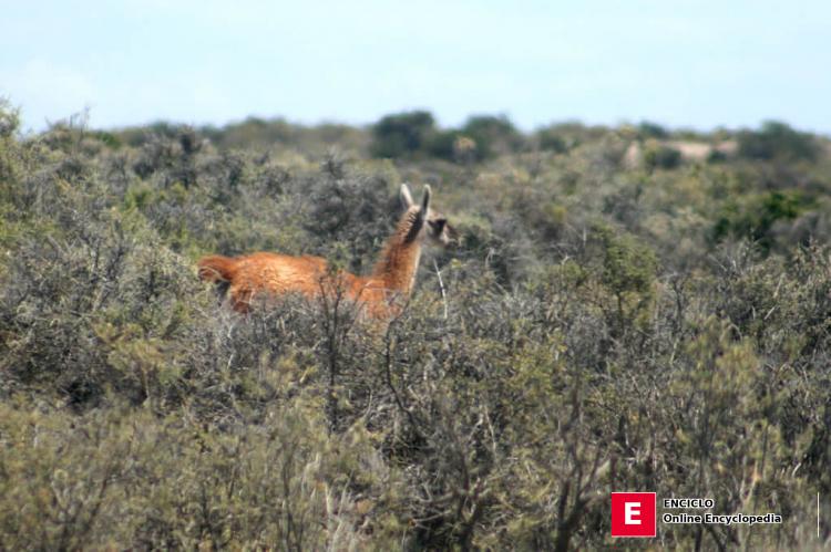 Guanako salvaje en Península Valdés, Argentina