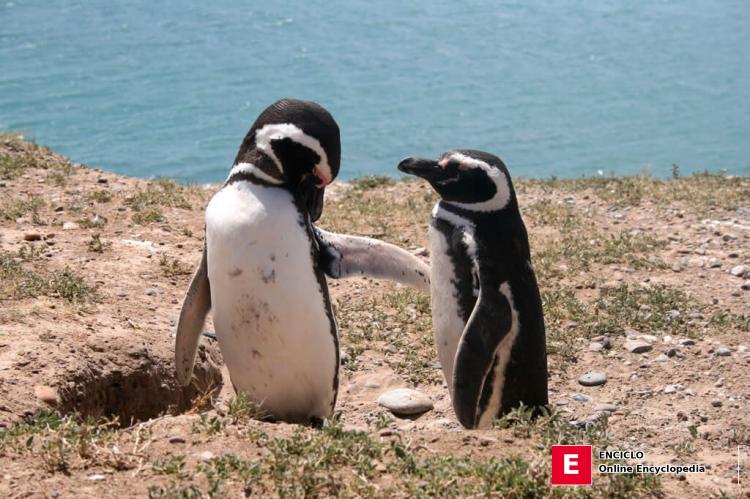 Pingüinos de Magallanes, Península Valdés, Patagonia, Argentina