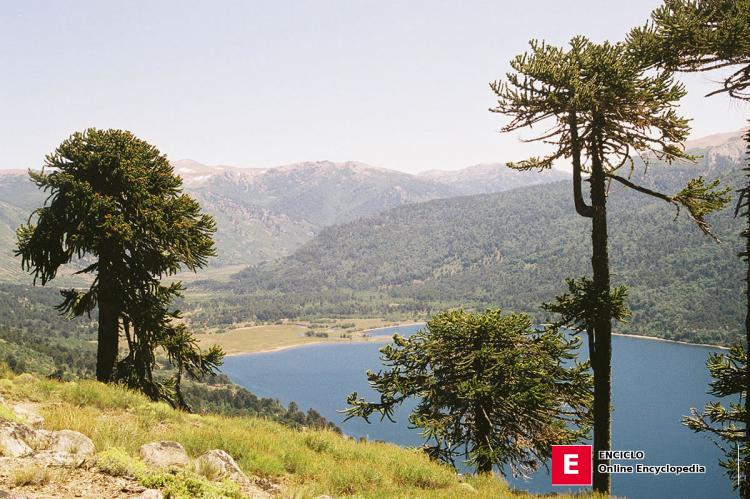 Árboles de Araucaria araucana en el Parque Nacional Lanín, Argentina