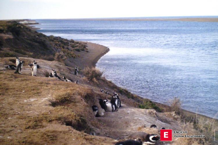 Pingüinos de Magallanes, Península Valdés, Argentina