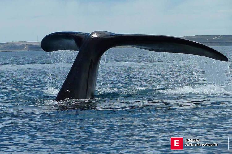 Ballena Franca Austral frente a Península Valdés, Provincia de Chubut, Argentina