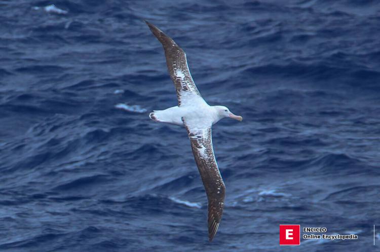Aves marinas del paso de Drake cruzando hacia la Península Antártica