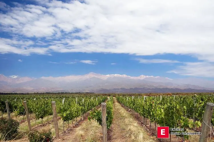 Viñedo cerca de Los Árboles en el Valle de Uco, Mendoza, Argentina, con la Cordillera de los Andes al fondo