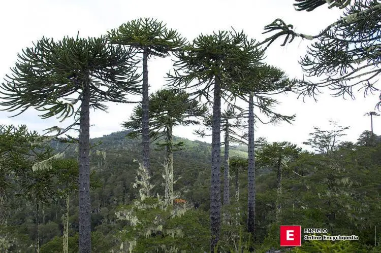 Bosque mixto de araucaria y coigüe en el Parque Nacional Nahuelbuta, Chile