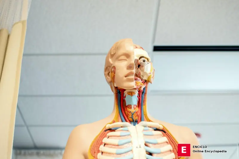 Figura de anatomía humana debajo de un techo de madera blanca