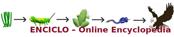 Ejemplo de cadena alimentaria: