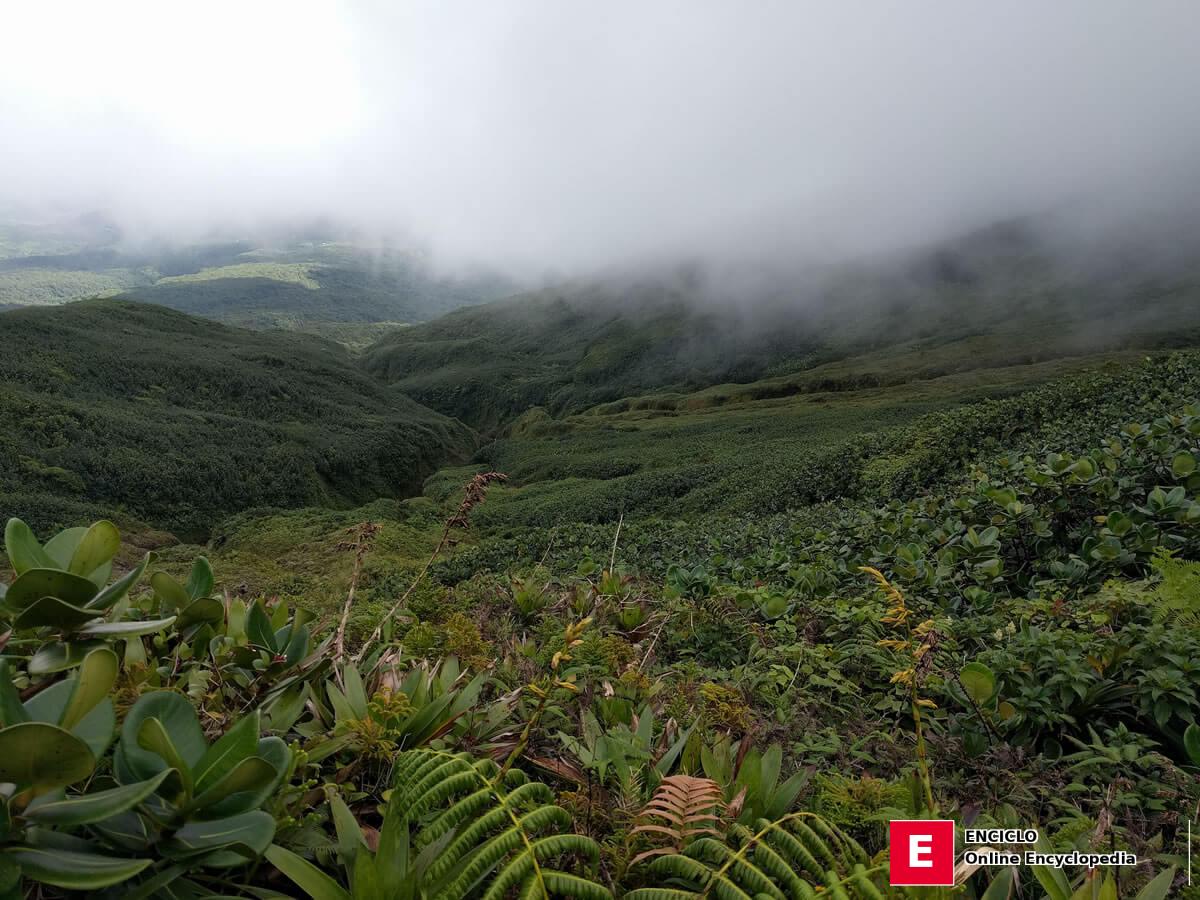 Tierras altas de la selva tropical, Guadalupe