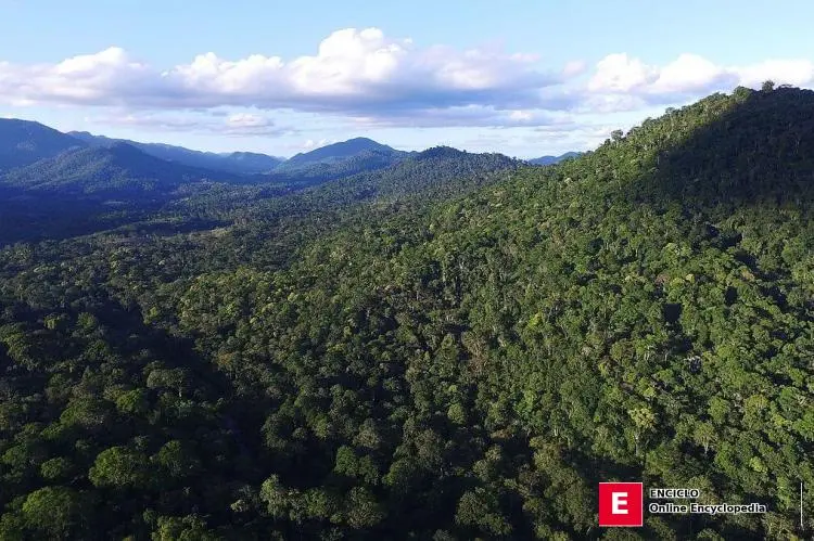 Vista aérea de la vegetación del Bosque Atlántico, Camacan, Bahía, Brasil - vía Wikimedia Commons Vista aérea de la vegetación del Bosque Atlántico, Camacan, Bahía, Brasil