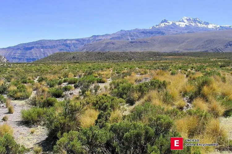 Pastizales de puna y el volcán Solimana, sur del Perú