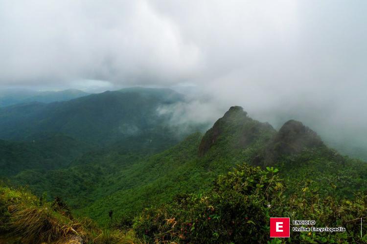 Cerca de la cumbre de El Yunque, Bosque Nacional El Yunque, Puerto Rico