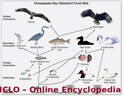 Waterbird food web