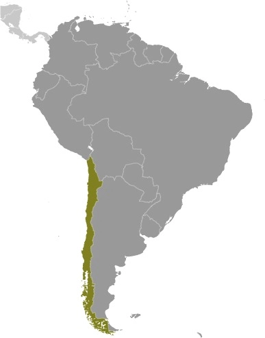 Mapa de localization de chile