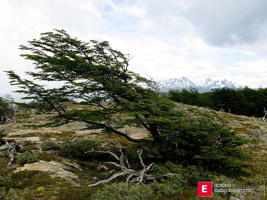 El haya antártica (Nothofagus antarctica) en el Parque Nacional Tierra del Fuego
