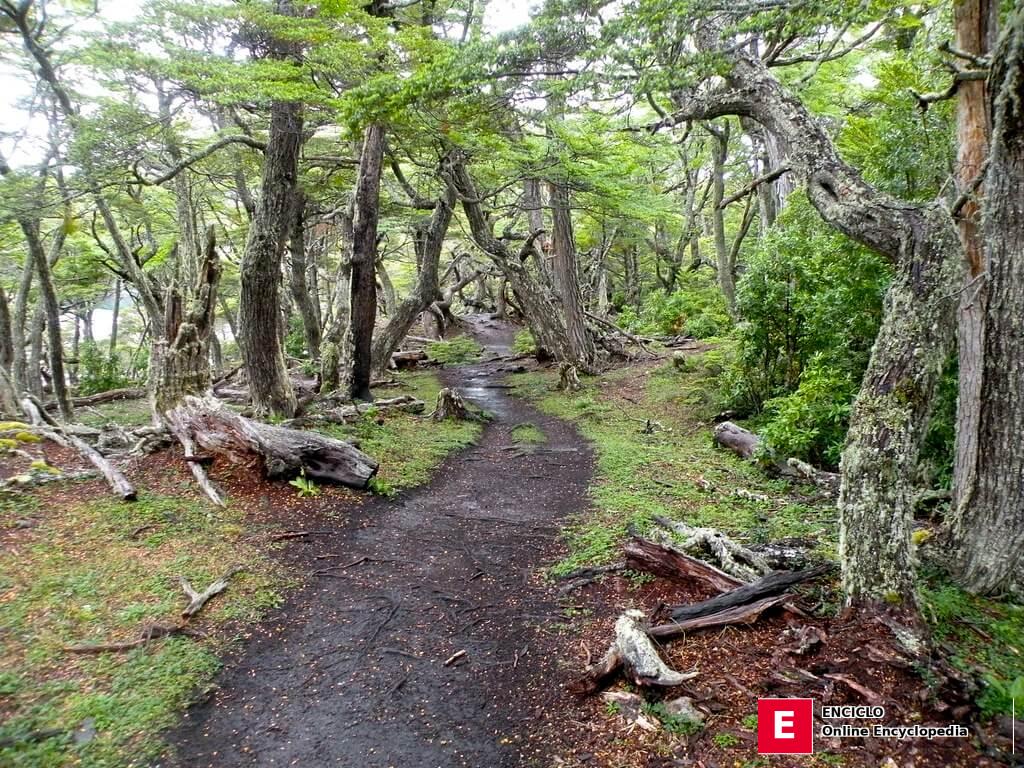 Ruta de senderismo en el Parque Nacional Tierra del Fuego, Argentina