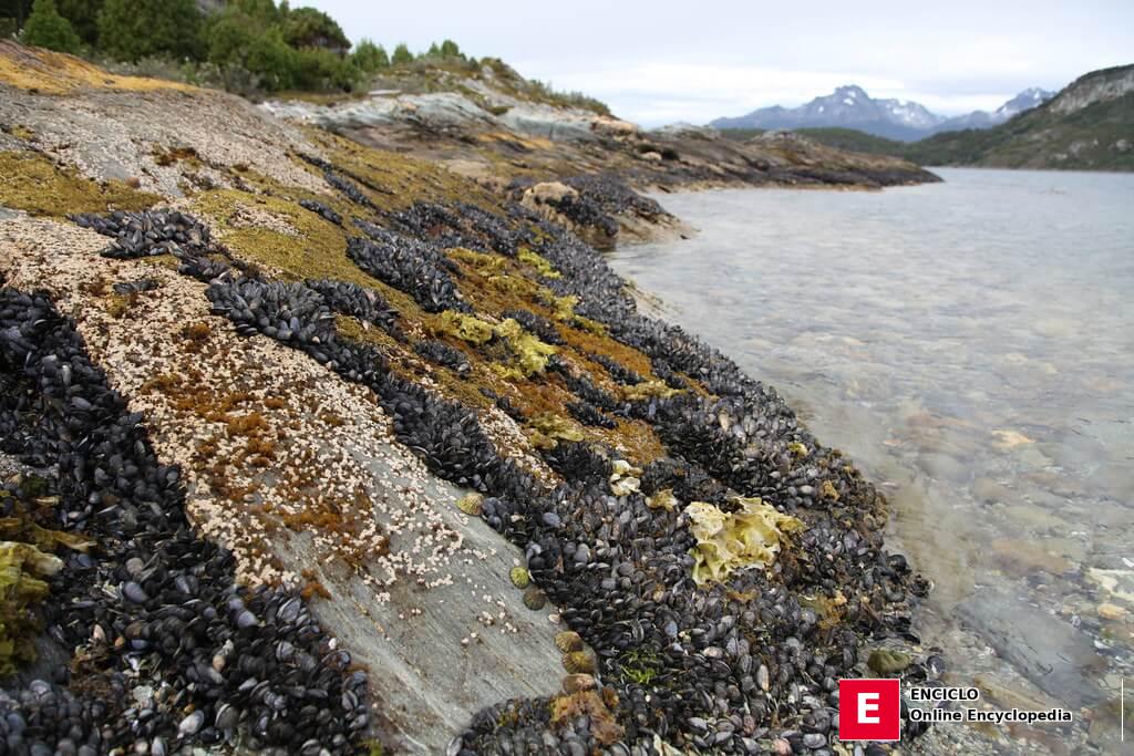 Mejillones en la Bahía Lapataia en el Parque Nacional Tierra del Fuego, Argentina 