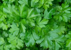 Perejil: propiedades, beneficios y métodos de uso