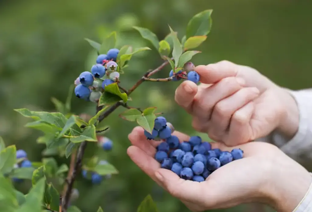 Arándanos: beneficios, propiedades y usos