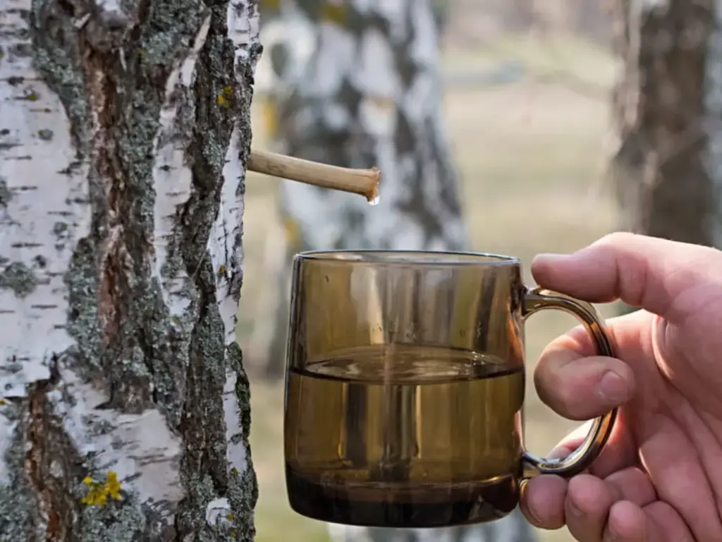 La savia de abedul: ¿milagro natural o mito moderno? 1 extracción de savia de abedul en su forma natural