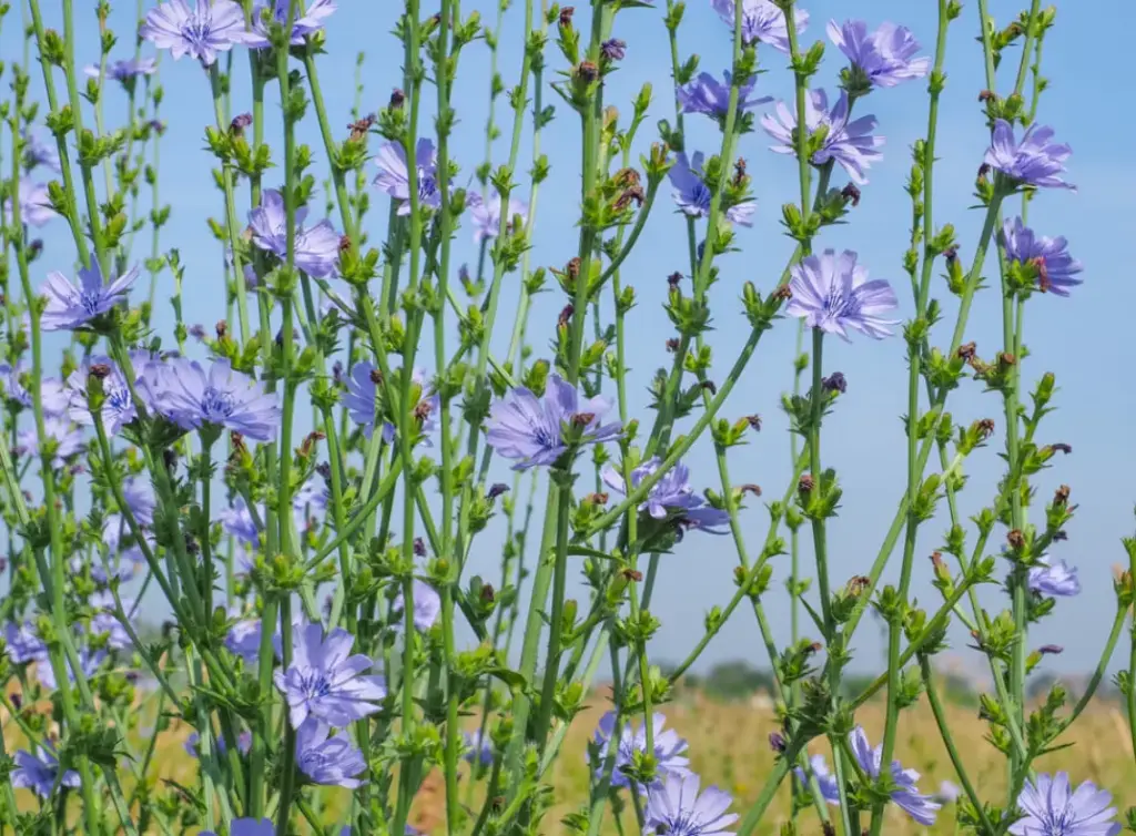 Achicoria: propiedades, beneficios y uso