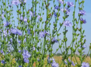 Achicoria: propiedades, beneficios y uso