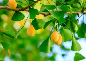 El ginkgo biloba