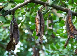 árbol del que se obtiene la polvo de algarroba