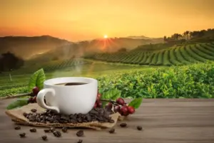 plantación de café